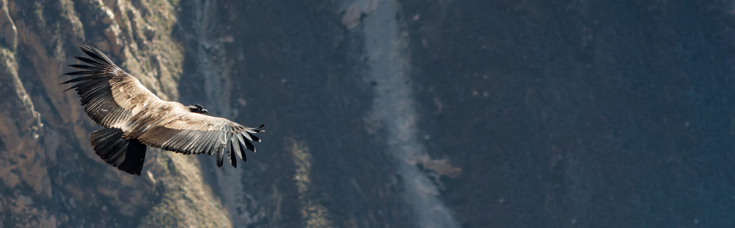 Condor
